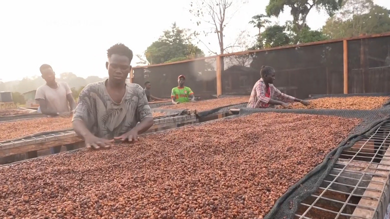 People working to sort and dry excelsa beans