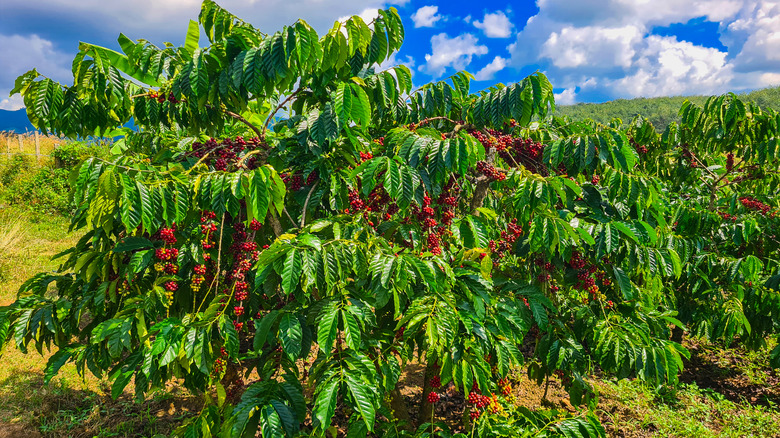 photographed robusta coffee plant