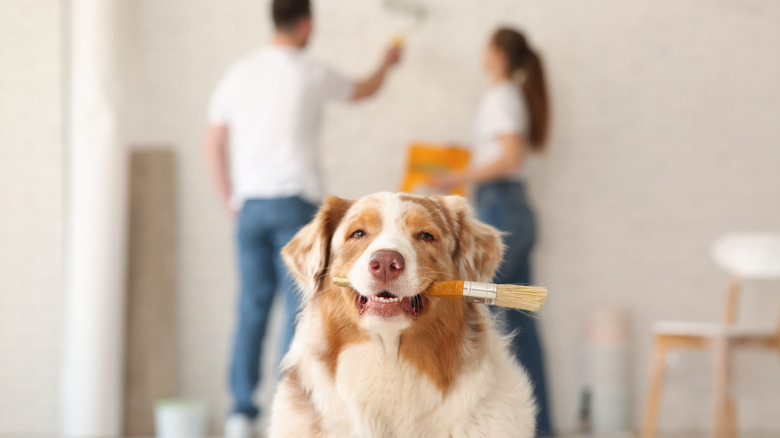 A dog holds a paintbrush in front of a wall that a couple are painting