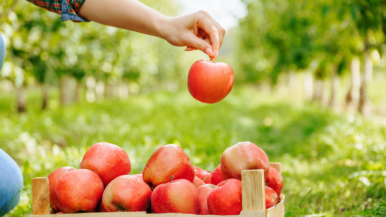 A hand holds an apple by its stem above a container of other apples in an orchard