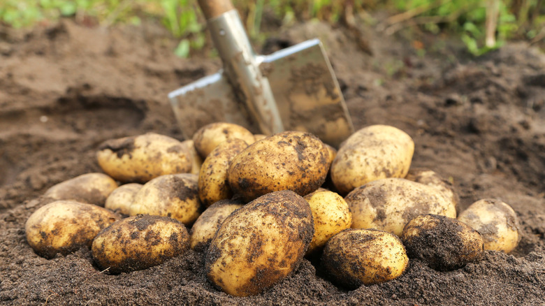 Harvested potatoes still in the dirt, with a shovel behind them.