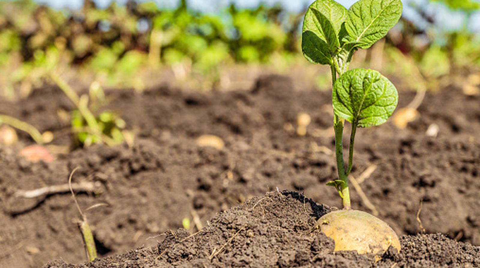 <a href="https://www.foodrepublic.com/2220815/whats-average-lifespan-potato-plants/" target="_blank">The Average Lifespan Of Your Potato Plants</a>