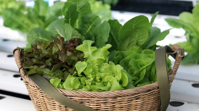 The Best Lettuce For Wrapping Sandwiches And Burgers