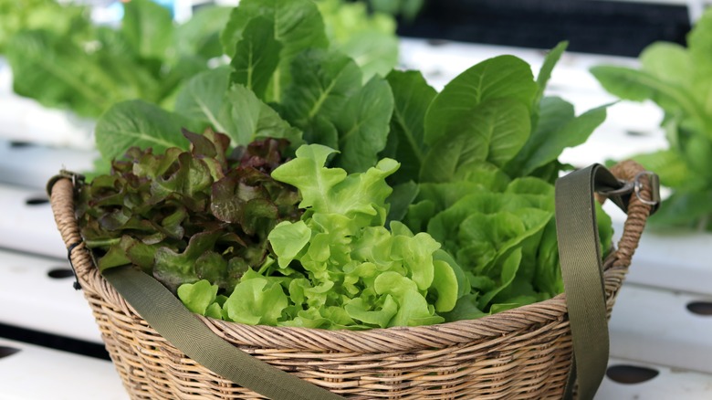 basket of lettuce leaves