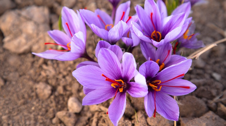 Saffron flowers