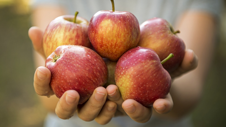 Person holding apples in hands