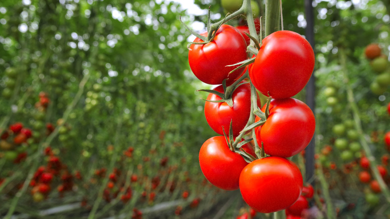 beefsteak tomatoes on the vine