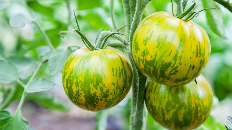 green zebra tomatoes on vine