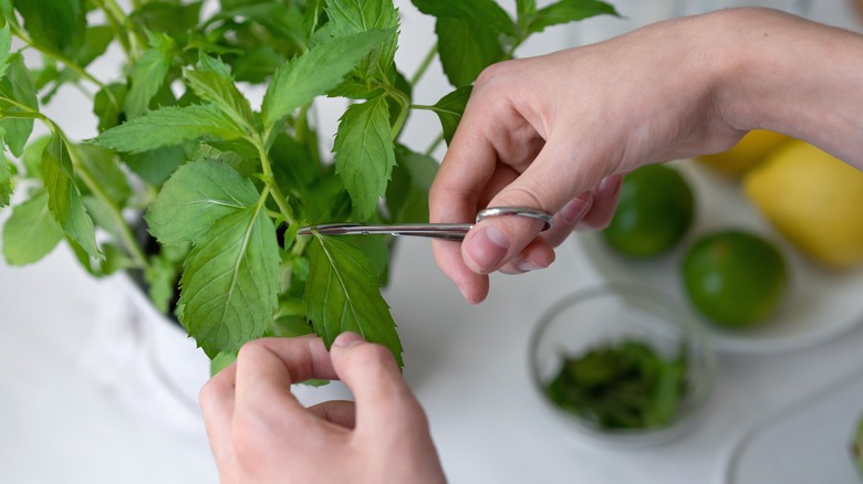 Person cutting mint