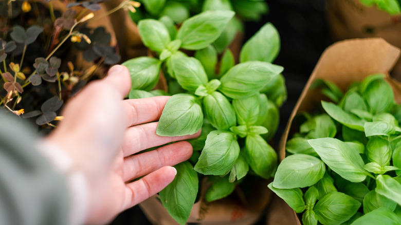 fresh basil at the store
