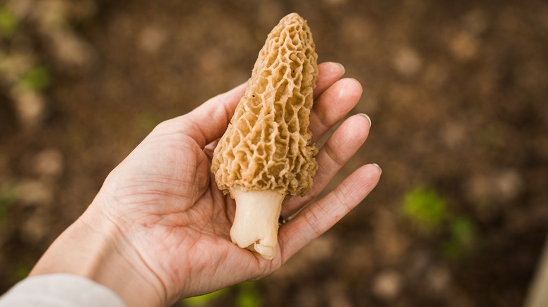 foraged morel mushroom in hand