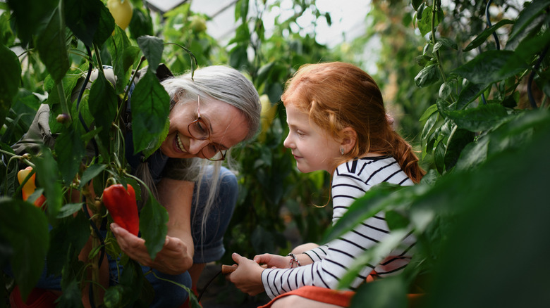 A senior and a child squat in a garden and harvest peppers