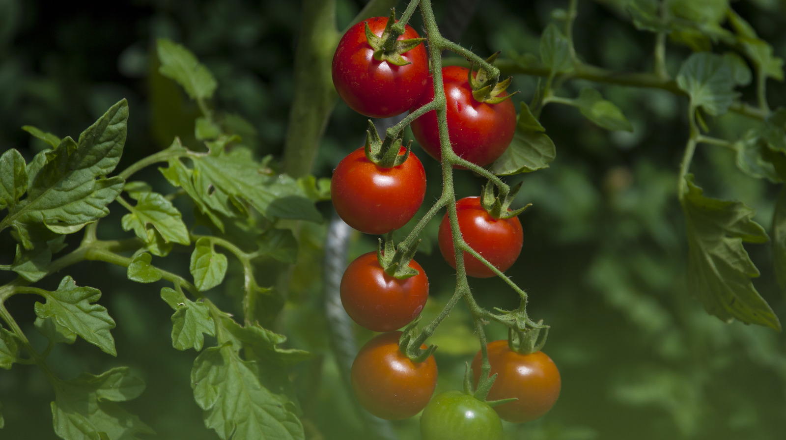 The Big Mistake To Avoid When Harvesting Produce From Your Garden - Food Republic