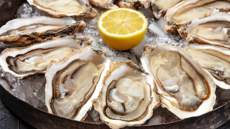 Fresh oysters on ice