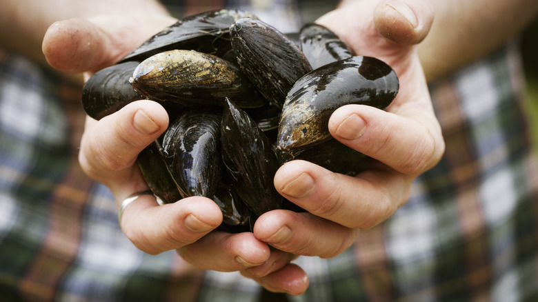 Chef holding mussels in hands