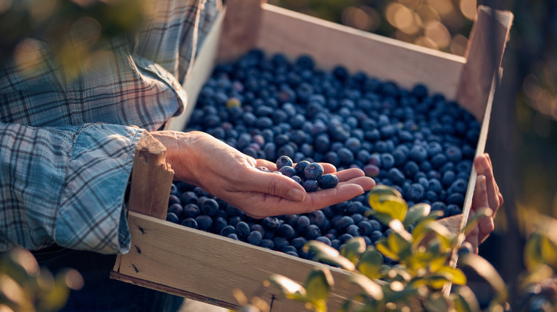 A hand lifts blueberries out of a wooden box