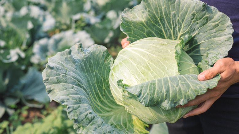 Fresh cabbage being harvested