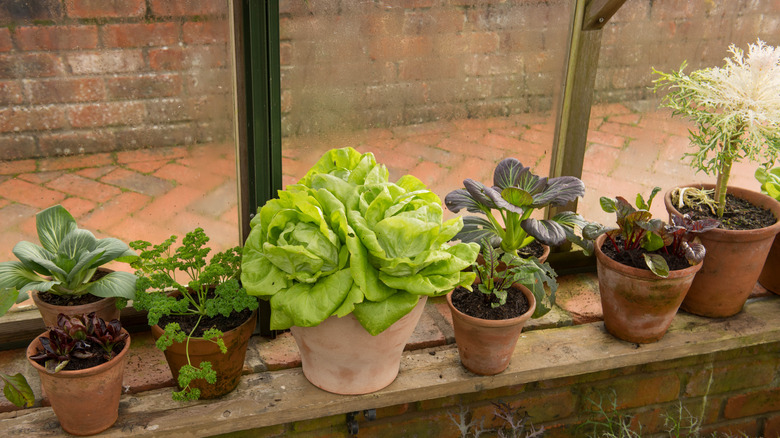 different types of lettuce, including butter, growing on a windowsill