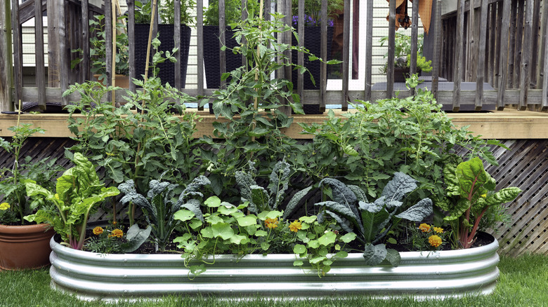 A raised bed garden full of vegetables.