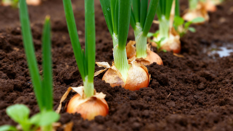 A row of onions growing in soil.