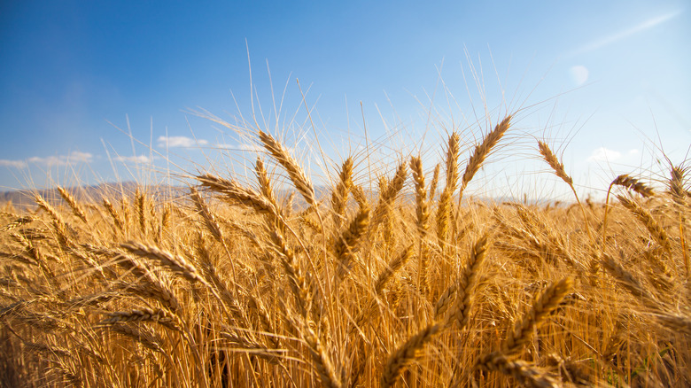 Wheat field in Turkey