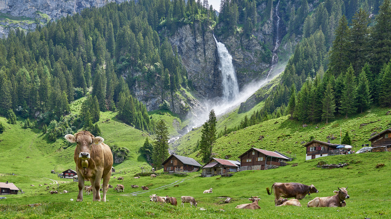 Cows in Switzerland