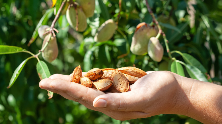 Hand holding almond seeds in front of almond tree