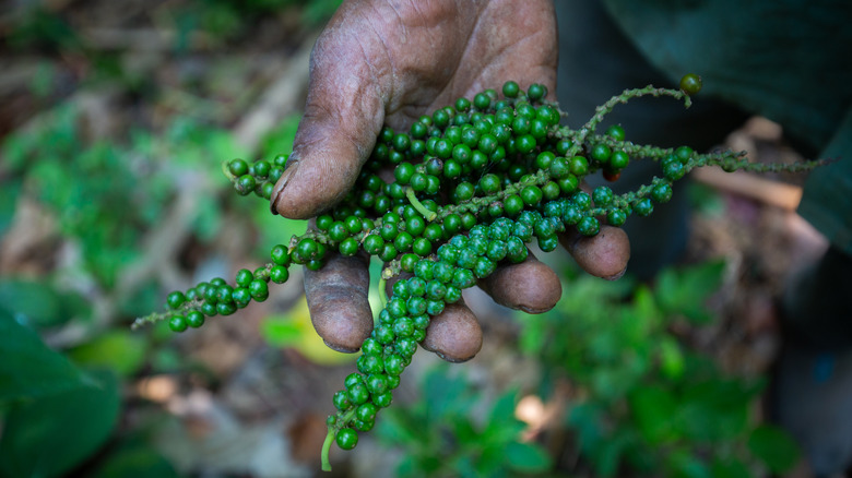 A person holds up still-green black pepper fresh off the vine