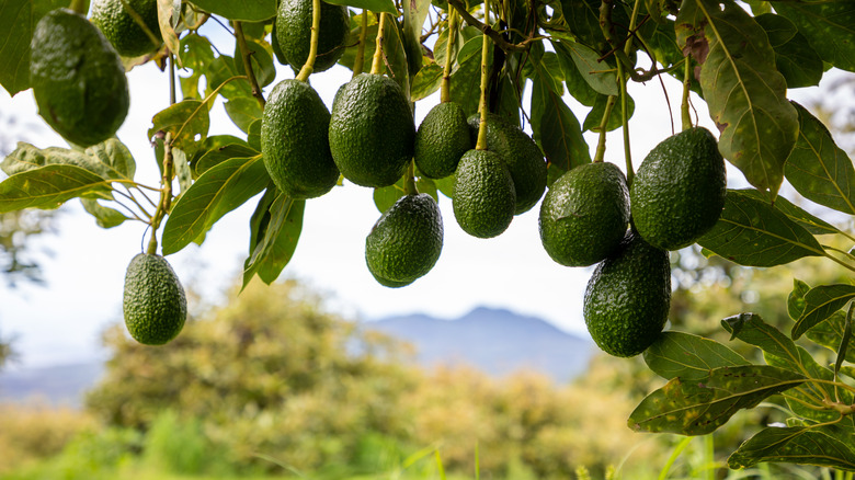 Avocados growing on a tree