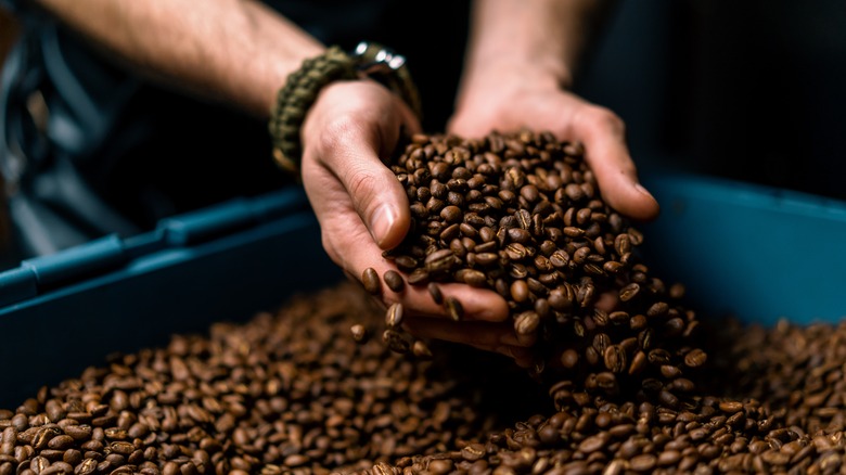Worker scooping coffee beans in hands