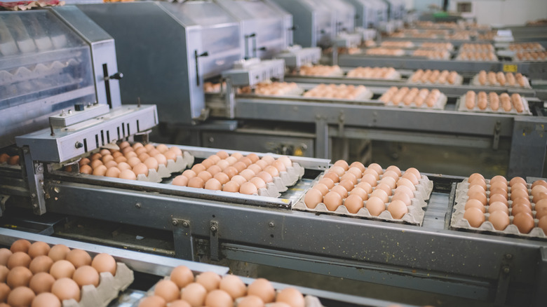 Egg production facility