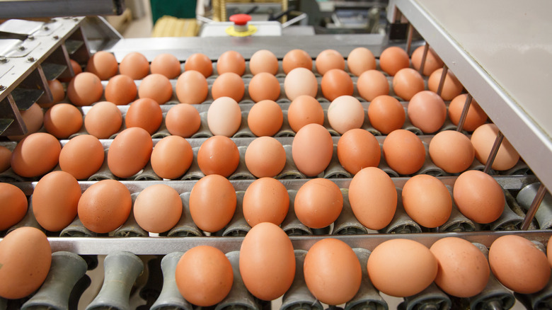 automated egg sorter in egg facility
