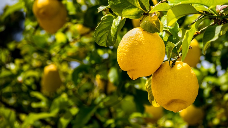 The Country That Produces The Most Lemons In The World