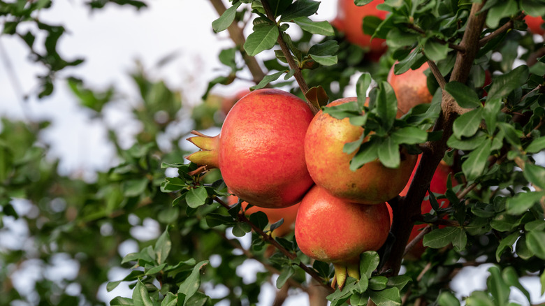 Ripe pomegranates hang from a tree in a garden.