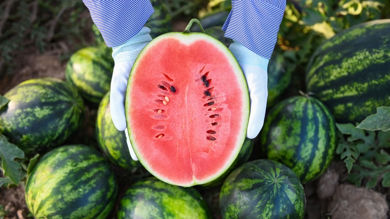 Person holding cut watermelon in a field