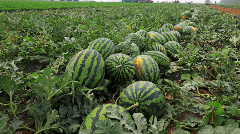 Watermelons in a field in China