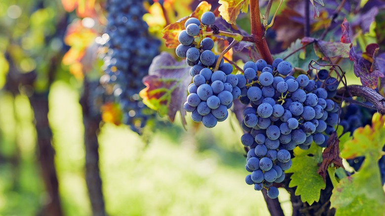 wine grapes on the vine