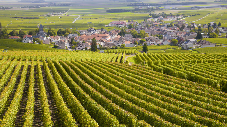 vineyard in Burgundy, France