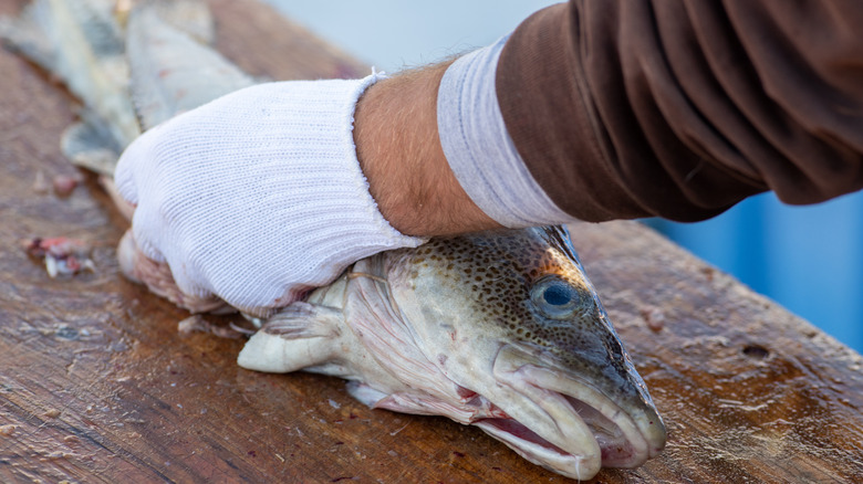 Fresh codfish being filleted and cleaned on a splitting table in Newfoundland