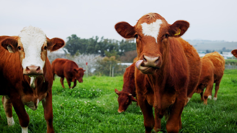 Several brown cows stand in a green field.