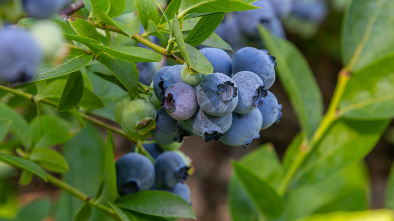 Blueberries growing on a cane