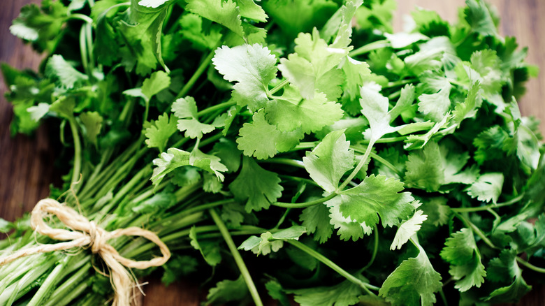 A bunch of cilantro