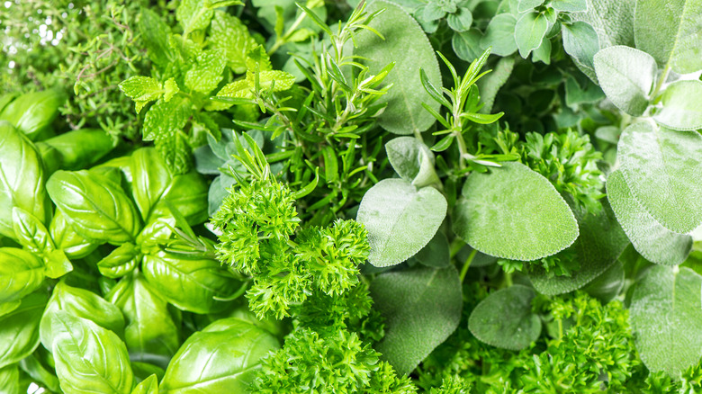 Assorted green herbs