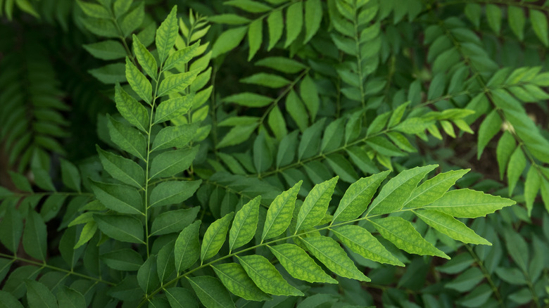Curry plant