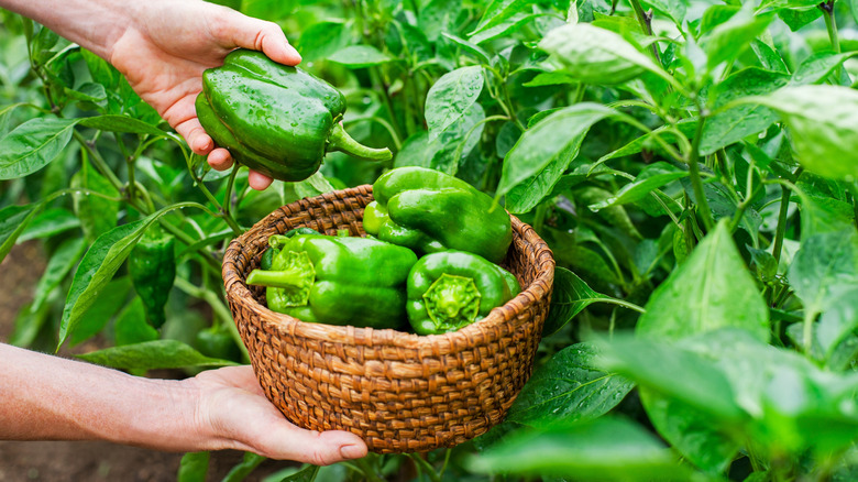 A gardener is harvesting green bell peppers in a basket.