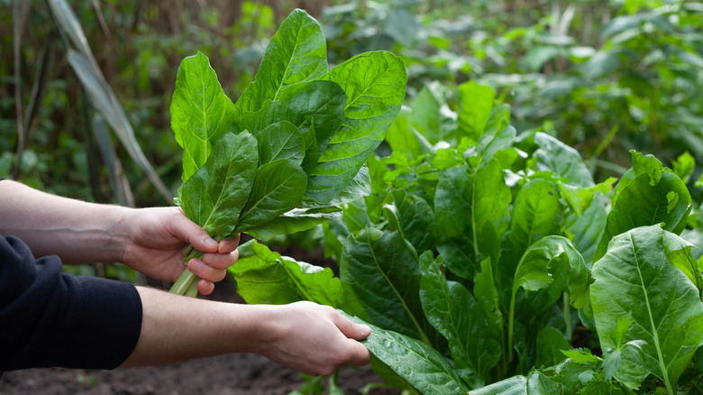 A person is harvesting their giant spinach leaves from the garden.