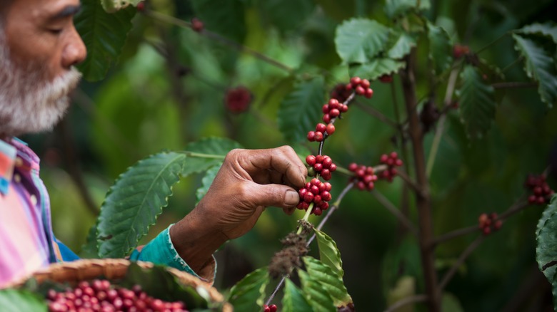 Farmer picking coffee beans