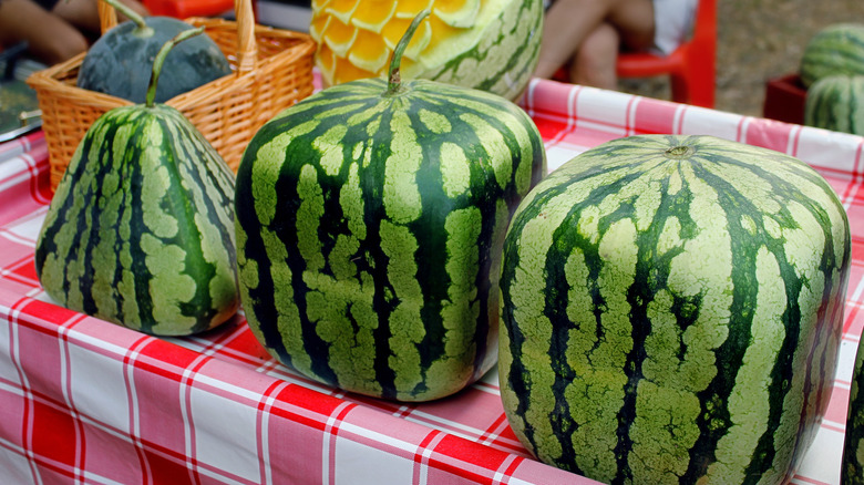 Square Japanese watermelons on picnic blanket