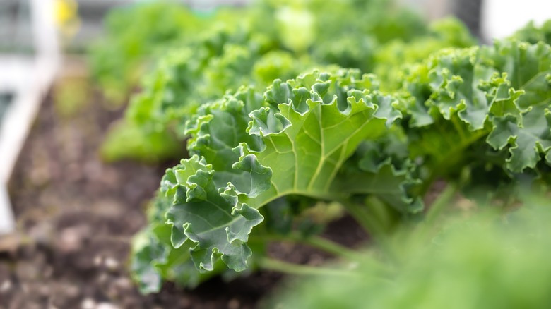 Kale plants in raised bed