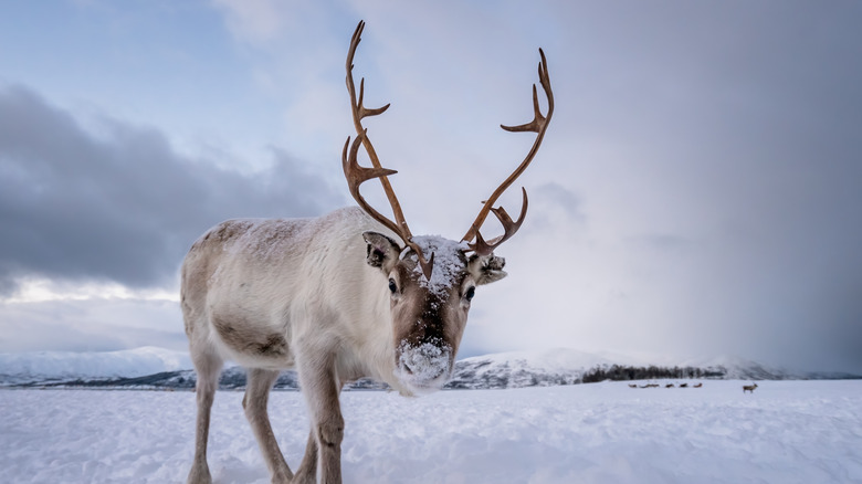 An image of a reindeer.